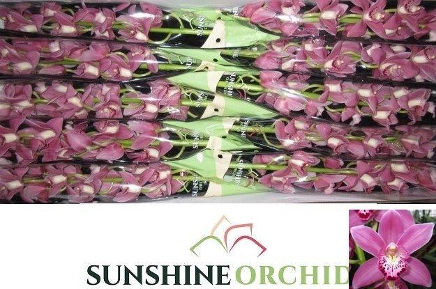 <h4>CYMB MI SOLO</h4>