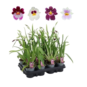 Miltoniopsis mix 9 cm 1 spike basic