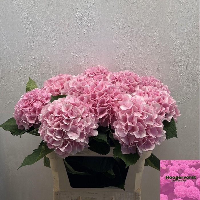 <h4>HYDR M CH VERENA</h4>