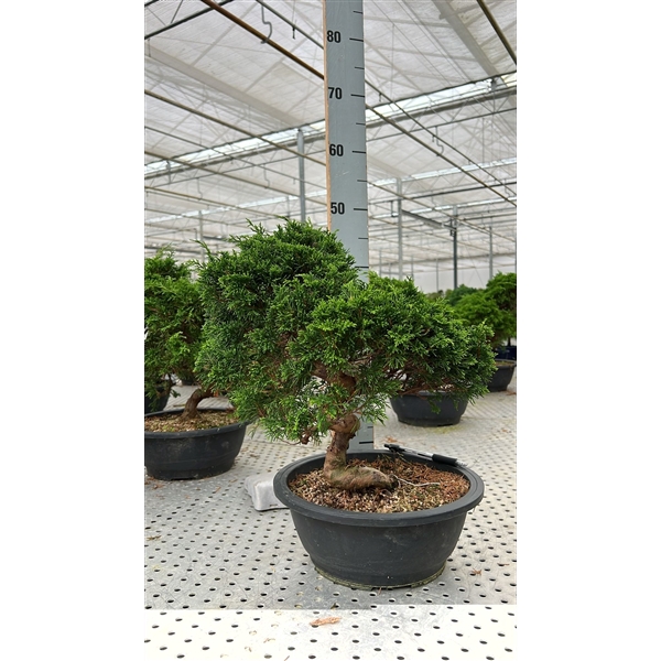 <h4>Juniperus chinensis, 27cm., in trainingspot</h4>