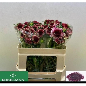 SCAB AT SW CHE SCOOP