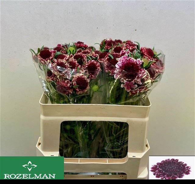 <h4>SCAB AT SW CHE SCOOP</h4>