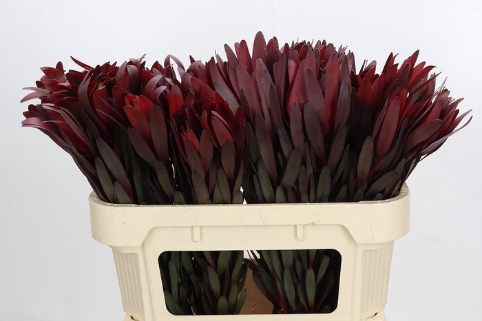 Leucadendron Saf Sunset Dark Red