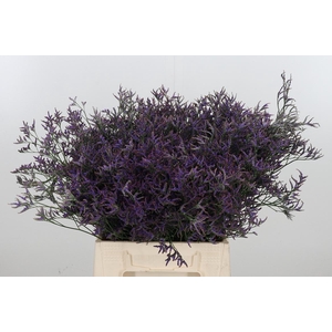 Limonium Sinense Safora Dark Blue
