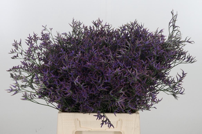 <h4>Limonium Sinense Safora Dark Blue</h4>