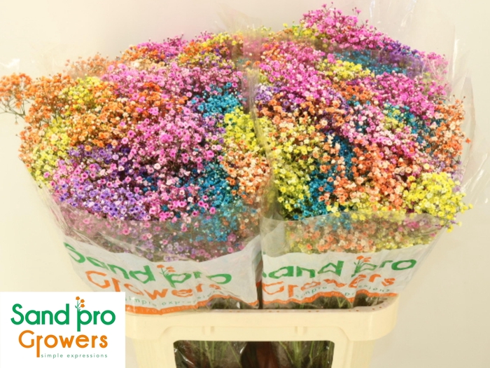 <h4>GYPS KLB H%</h4>