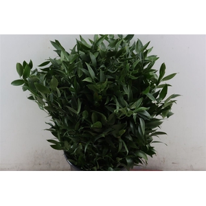 Ruscus Short 400gr P Bunch