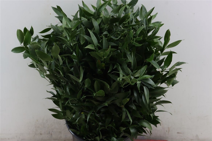 <h4>Ruscus Short 400gr P Bunch</h4>