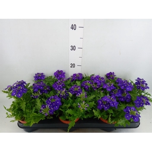 Verbena  'Rapunzel Violet'