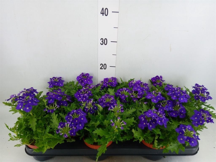 <h4>Verbena  'Rapunzel Violet'</h4>