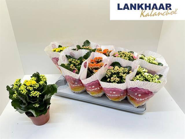 <h4>KAL GE PERF GEM 5 KL</h4>