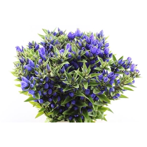 Gentiana Blauw L 80