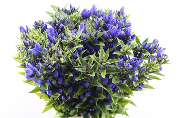 <h4>Gentiana Blauw L 80</h4>