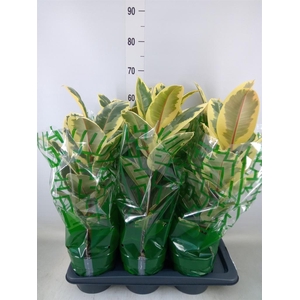 Ficus elastica 'Tineke'