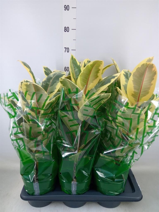 <h4>Ficus elastica 'Tineke'</h4>