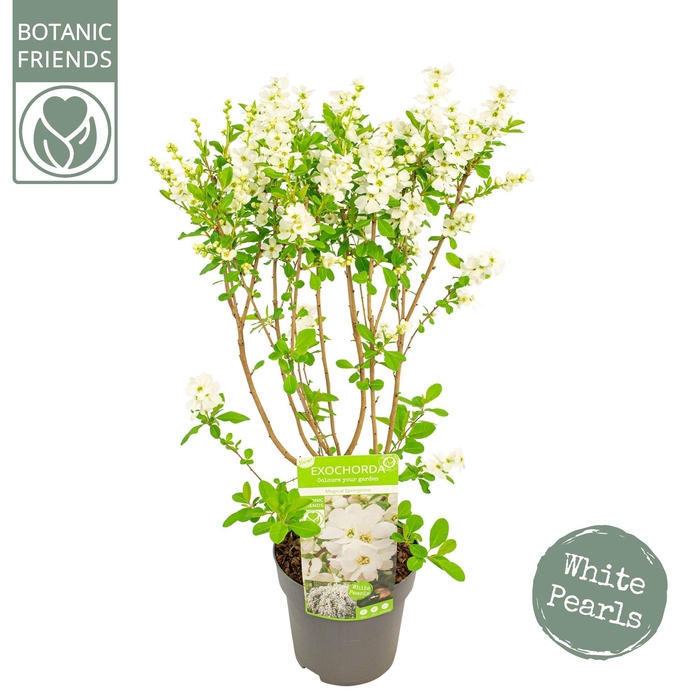 <h4>Exochorda r. 'Magical Springtime' ®</h4>