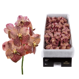 Vanda Sunanda Leopard Coral X16