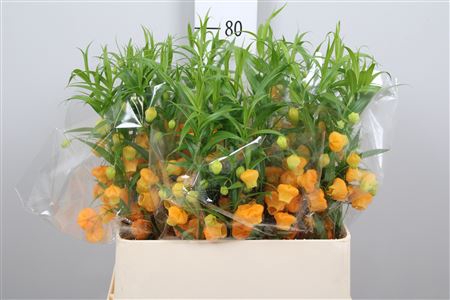 <h4>Sandersonia</h4>