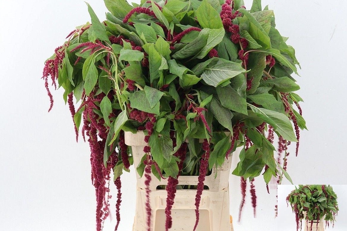 <h4>AMAR CA RED CORD</h4>