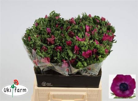 <h4>Anem Co Galil Purper</h4>