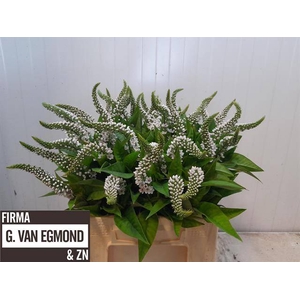 LYSIM CLETHROIDES