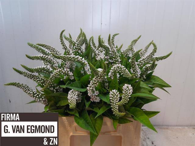 <h4>LYSIM CLETHROIDES</h4>
