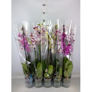Phalaenopsis   ...mix  5