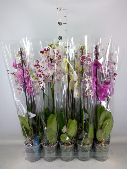 <h4>Phalaenopsis   ...mix  5</h4>