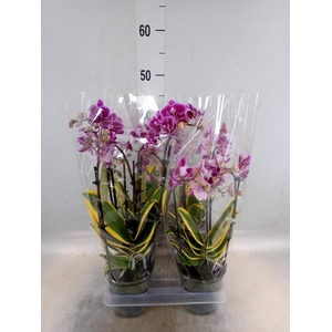 Phalaenopsis multi. 'Magic Leaf'