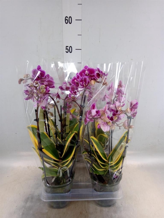 <h4>Phalaenopsis multi. 'Magic Leaf'</h4>