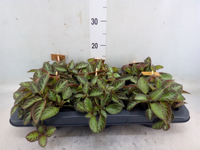 <h4>Episcia   ...</h4>