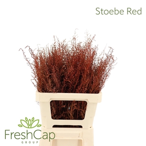 Stoebe Red