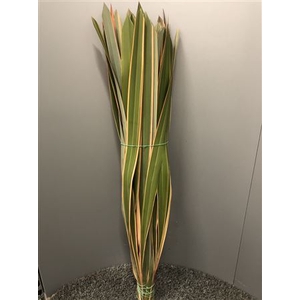 Phormium Tenax Col Abs Red