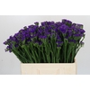 Limonium sinuatum Navy Sun Birds