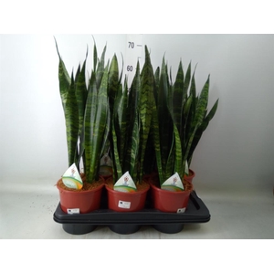 Sansevieria trifa. 'Black Coral'