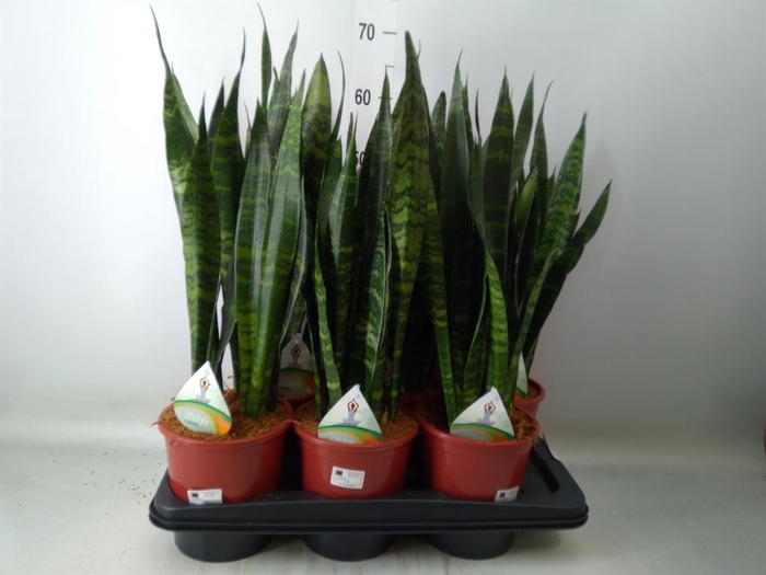 <h4>Sansevieria trifa. 'Black Coral'</h4>