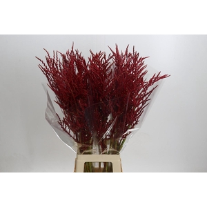 Bromelia Red Paloma