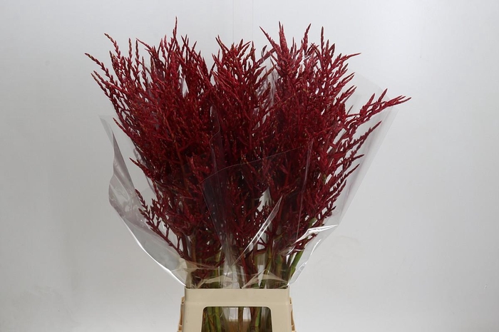 <h4>Bromelia Red Paloma</h4>