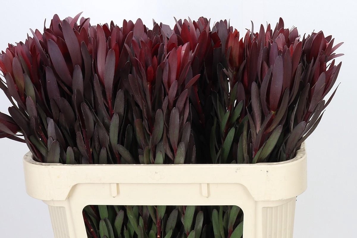 <h4>Leucadendron Saf Sunset Dark R.</h4>