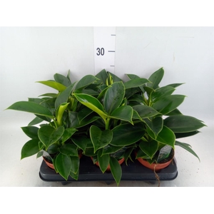 Philodendron  'Green Princess'