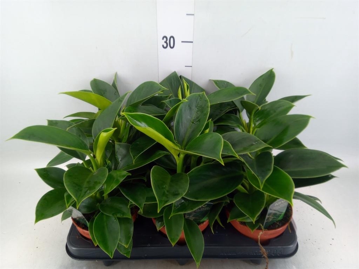 <h4>Philodendron  'Green Princess'</h4>