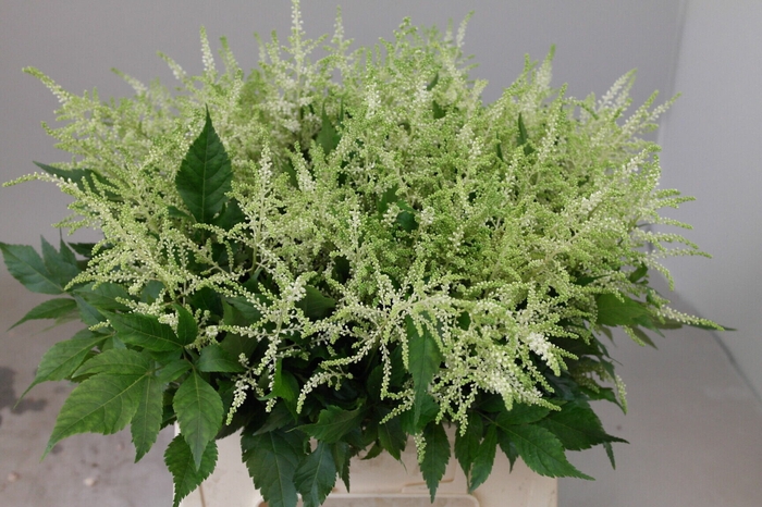 <h4>Astilbe Washington</h4>