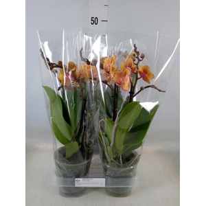 Phalaenopsis multi. 'Limpopo'