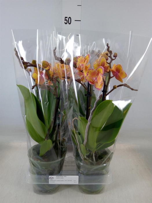 <h4>Phalaenopsis multi. 'Limpopo'</h4>
