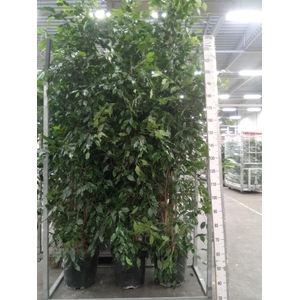 Ficus benja. 'Exotica'