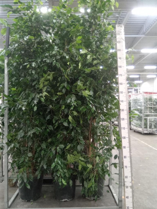 <h4>Ficus benja. 'Exotica'</h4>