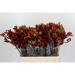 Kangaroo Paw Early Spring Indoor