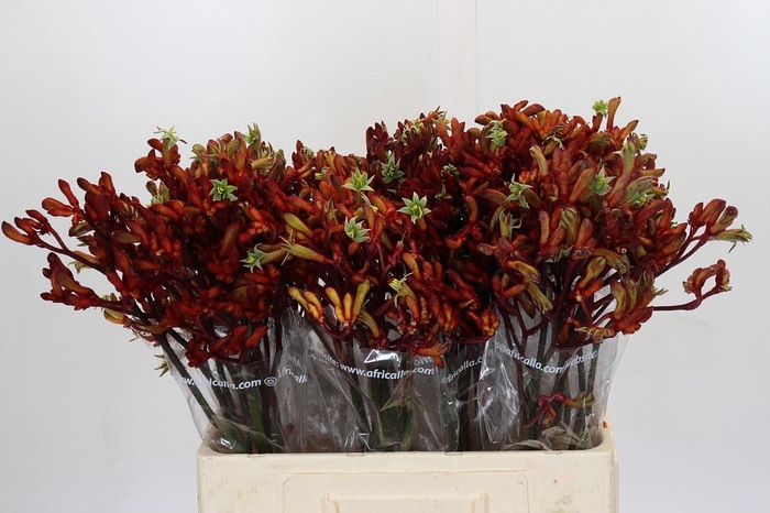 <h4>Anigozanthos Early Spring Indoor</h4>