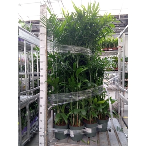 Chamaedorea seifrizii