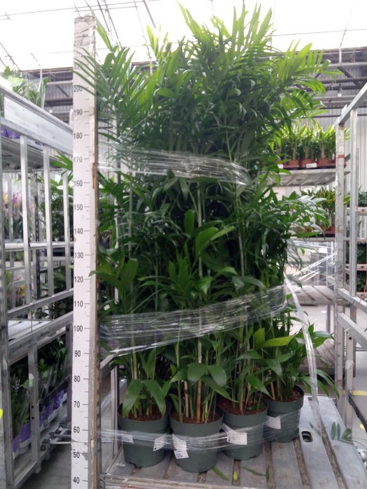 <h4>Chamaedorea seifrizii</h4>